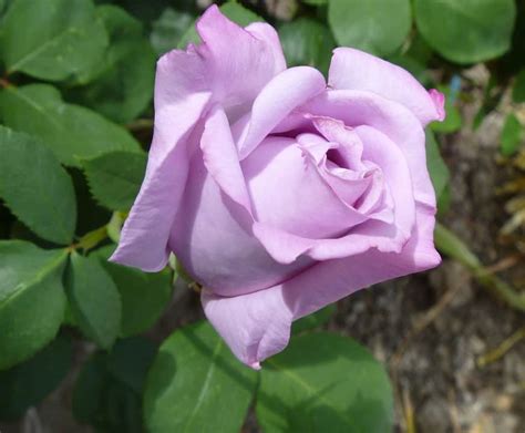 Meaning of Purple Roses & Lavender Roses + Pictures | Flower Glossary