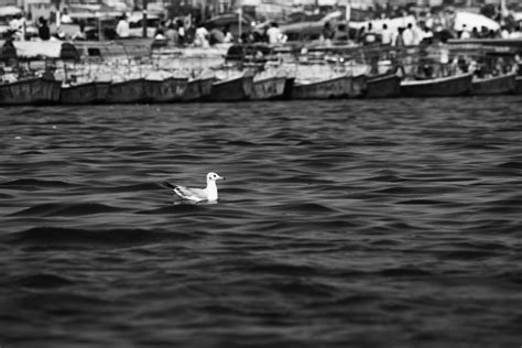 White Duck on Water · Free Stock Photo