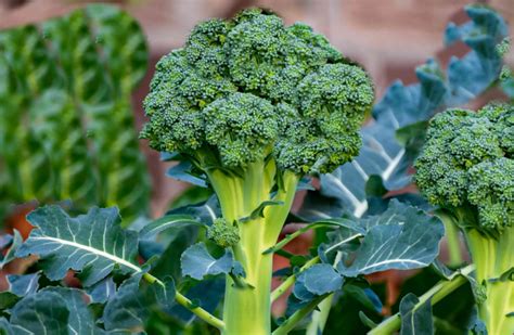 Broccoli Companion Plants: the Good and the Bad