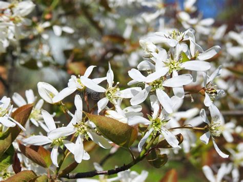 White medlar flower stock image. Image of violet, flowers - 93165581