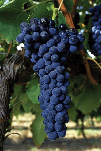 Shiraz Grapes | Weintrauben, Trauben, Wein