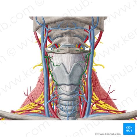 Cricothyroid: Origins, insertions, innervation and action | Kenhub