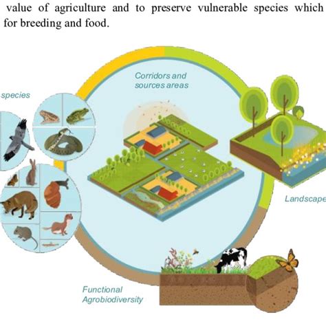 (PDF) Agriculture and biodiversity: A better balance benefits both