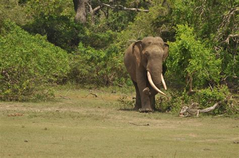 Photo Gallery: Sri Lankan Elephants - Healthy Wildlife