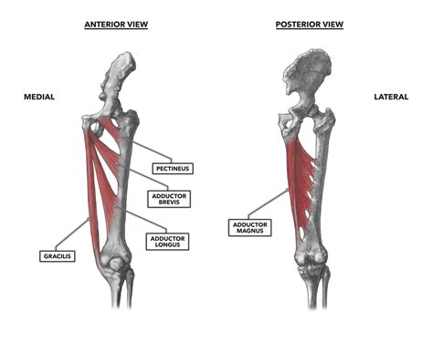 CrossFit | Hip Musculature, Part 4: Medial Muscles