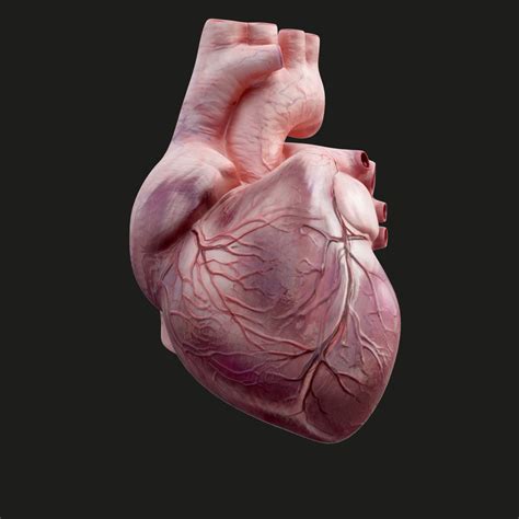 Human heart animation 3D model - TurboSquid 1298711