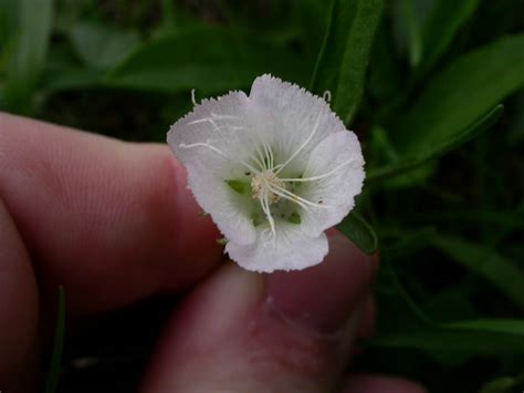 Callirhoe alcaeoides (Malvaceae) image 15564 at PhytoImages.siu.edu