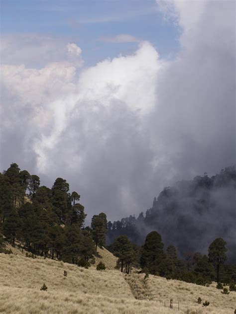 Cloudy Sky Trees Field - Free photo on Pixabay - Pixabay