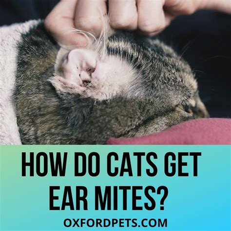 How Do Cats Get Ear Mites? 5 Reasons Explained. - Oxford Pets