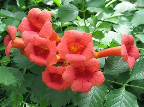 Trumpet vine seeds | Etsy