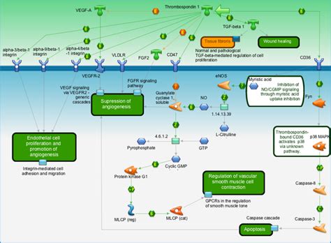 Development - Thrombospondin-1 signaling Pathway Map - PrimePCR | Life ...