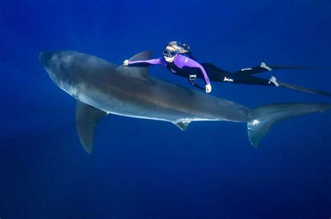 Woman swims with great white sharks to save them - Matador Network