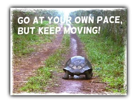 Turtle meme - keep moving | Turtle meme, Turtle, Memes