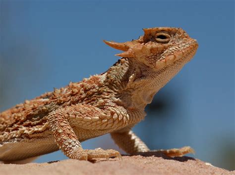 Lizards of Nevada's Valley of Fire