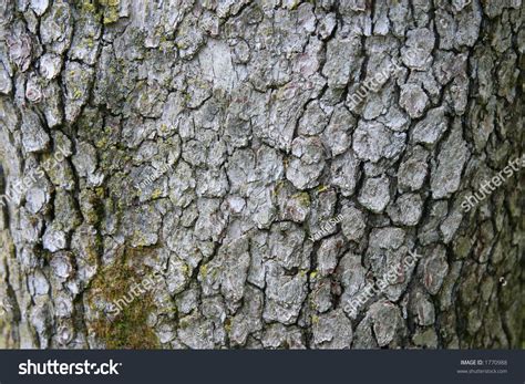 Dogwood Tree Bark (Can Be Used As Background) Stock Photo 1770988 ...