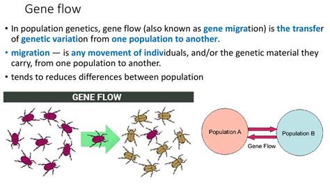 Gene Flow Diagram