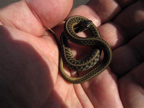 Baby Garter Snake | Flickr - Photo Sharing!