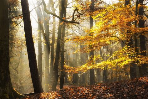 landscape, Nature, Sunlight, Fall, Leaves, Forest, Mist, Yellow, Trees Wallpapers HD / Desktop ...