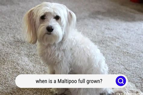 When Is A Maltipoo Full Grown? - Oodle Life