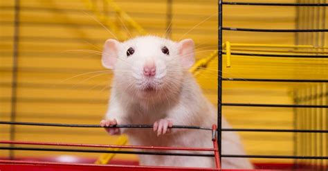 How Old was the Oldest Rat Ever? - A-Z Animals