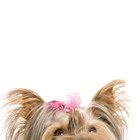 Raising a Morkie Puppy | Dog Care - Daily Puppy