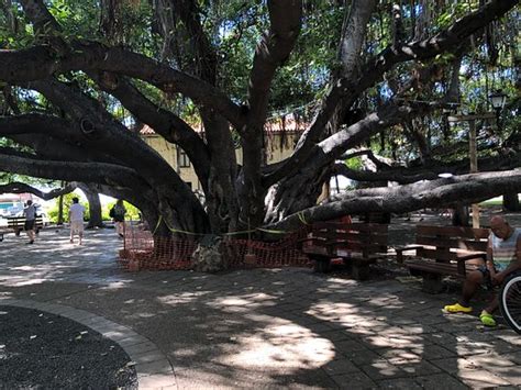 Banyan Tree Park (Lahaina) - 2020 All You Need to Know BEFORE You Go (with Photos) - TripAdvisor