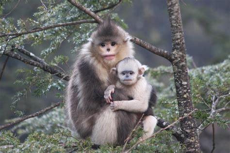 New study reveals adaptations for snub-nosed monkeys