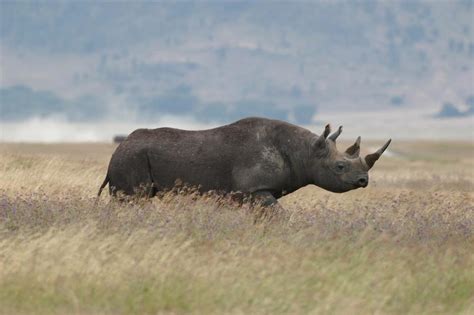 NGORONGORO CONSERVATION AREA - Conservation Area in Tanzania