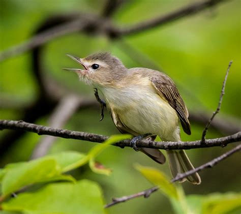 Warbling Vireo - Owen Deutsch Photography