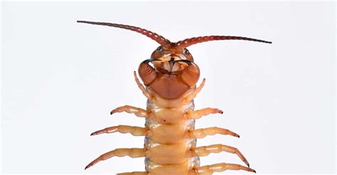 Centipede Bite: The Most Painful Bite in the World? - A-Z Animals