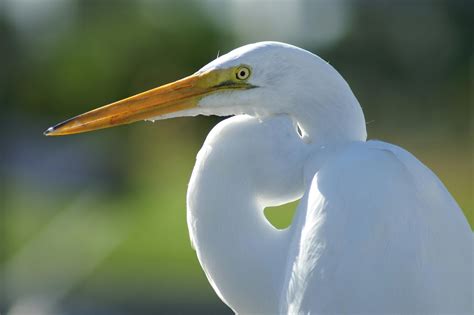 1000+ Interesting Crane Bird Photos · Pexels · Free Stock Photos