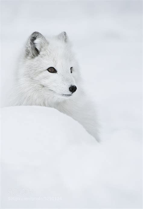 30 Adorable Photos Of Foxes In The Snow - 500px