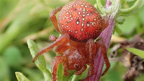 Rare spider that looks like fruit spotted in Devon | ITV News West Country