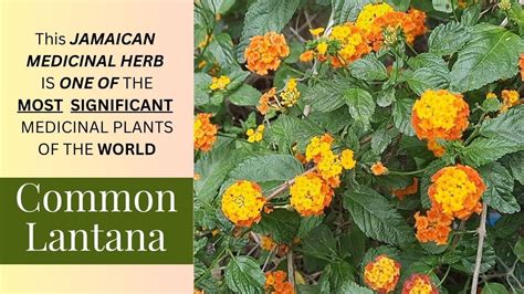 The AMAZING MEDICINAL USES of LANTANA CAMARA that you never knew / Earth’s Medicine | Lantana ...