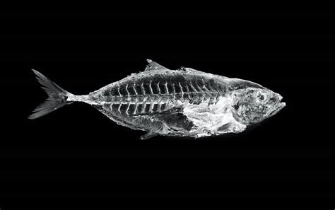 Fish Skeleton Stock Photos, Pictures & Royalty-Free Images - iStock