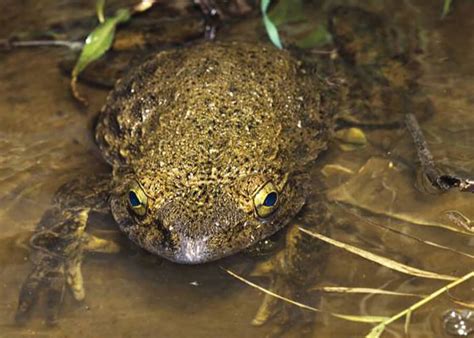 Goliath Frog 101: Discovering the World's Largest Frog