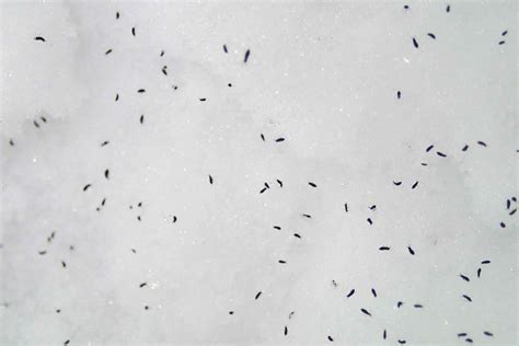 All About Snow Fleas, a Wingless Insect