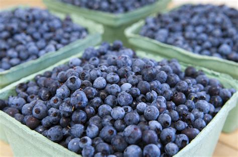 Fresh Maine Blueberries: A Summer Tradition - Wild Blueberries