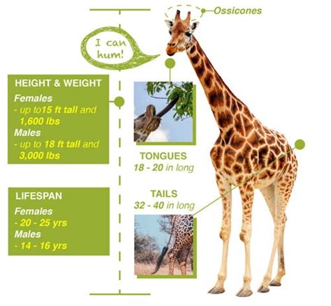 Giraffe Facts | Save Giraffes Now | The Science of Living Large