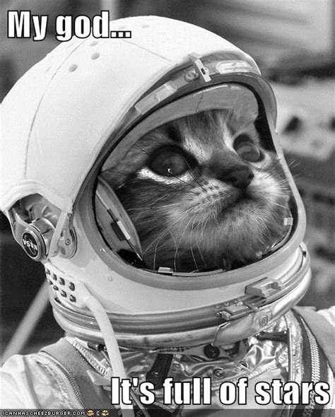 Astronaut Kitteh Still Awed by Space | Astro cat, Crazy cats, Cats and kittens