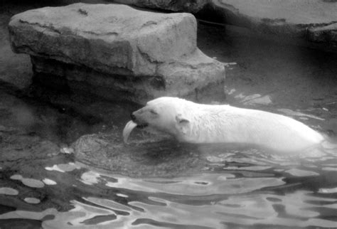 Polar Bear - Lincoln Park Zoo, Chicago - June 2013 (by me) | Lincoln park zoo, Polar bear, Bear