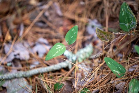 🌱 How To Cultivate A Greenbrier Plant For Maximum Growth