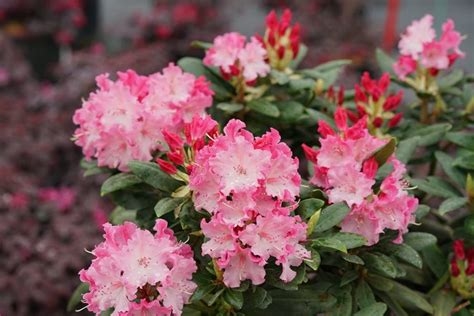 Rhododendron Bushes | Planting, Pruning & Care Info | Garden Design