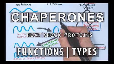 Chaperones | Functions & Types - YouTube