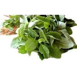 Amaranth Leaves at best price in Chennai by Impexor Global Private Limited | ID: 9990015033