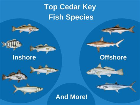 Your Guide to Fishing in Cedar Key (Updated 2022)