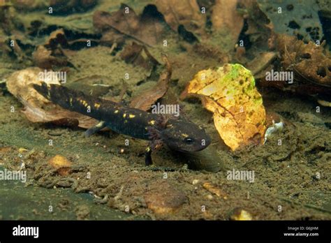 Fire salamander larvae hi-res stock photography and images - Alamy