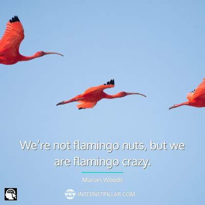 65 Flamingo Quotes and Sayings to Inspire You