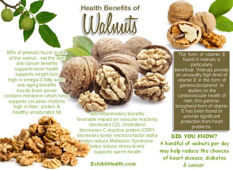 Walnuts and Brain Power | Exhibit Health