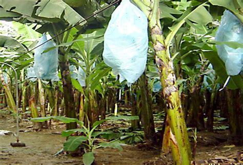 ARMM, Palawan eyed as new banana plantation sites | Agriculture ...